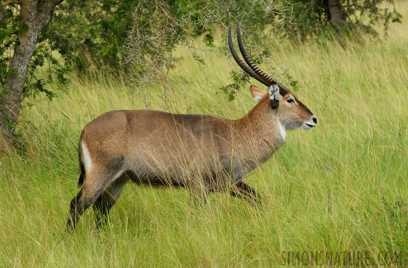 Kobus defassa [260 mm, 1/400 sec at f / 10, ISO 400]